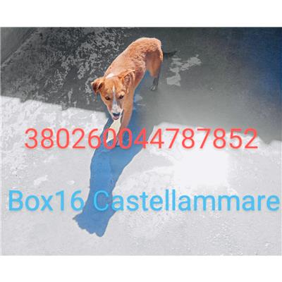 CASTELLAMMARE DI STABIA - Cane - Microchip 380260044787852