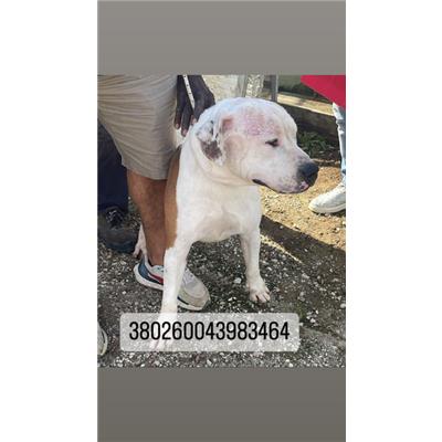 COMUNE DI NAPOLI - Cane - Microchip 380260043983464