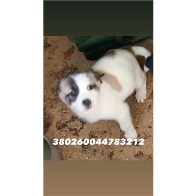 CASTELLAMMARE DI STABIA - Cane - Microchip 380260044783212