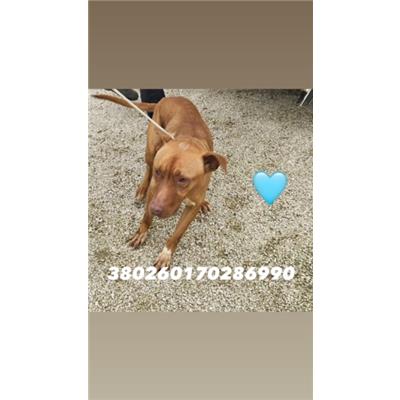 COMUNE DI NAPOLI - Cane - Microchip 380260170286990